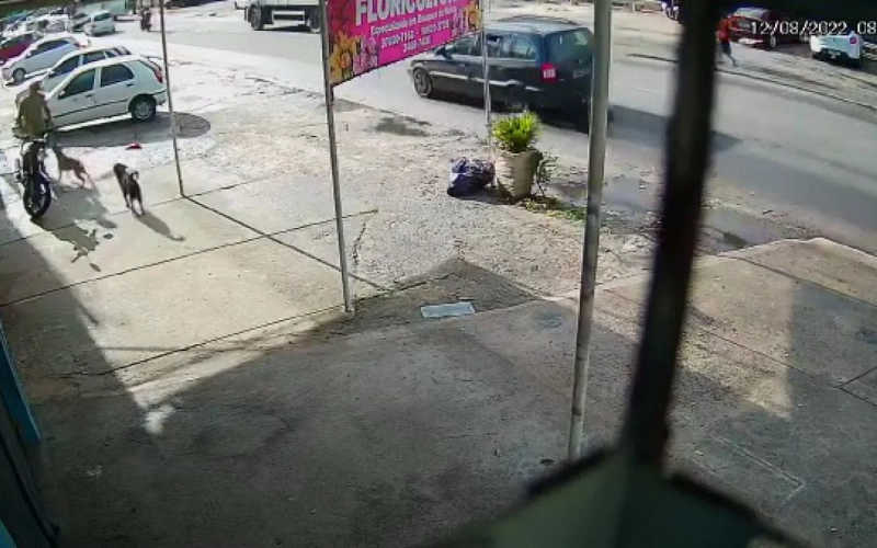 Homem mexia em moto na calçada quando o cão se aproximou. Reprodução/PCERJ