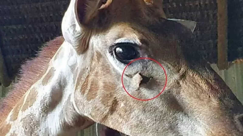 Foto da polícia mostra uma lesão sob o olho direito de uma girafa importada da África do Sul / POLÍCIA FEDERAL