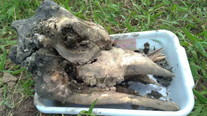 Foto mostra o crânio de uma das três girafas exumadas depois que o BioParque informou as autoridades sobre as mortes / POLÍCIA FEDERAL