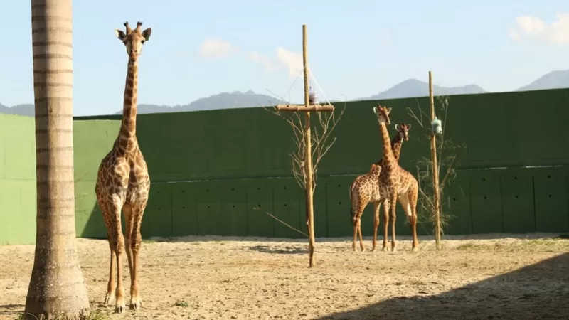 Fotos enviadas pelo zoológico à BBC mostram algumas das girafas restantes em grandes espaços abertos / BIOPARQUE