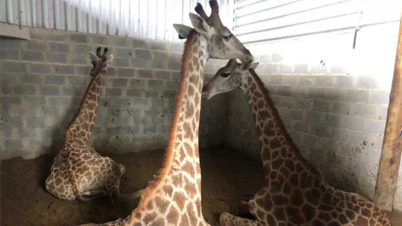 Após serem importadas de uma fazenda perto de Joanesburgo, as girafas passaram sete meses trancadas em baias como esta no Rio / POLÍCIA FEDERAL