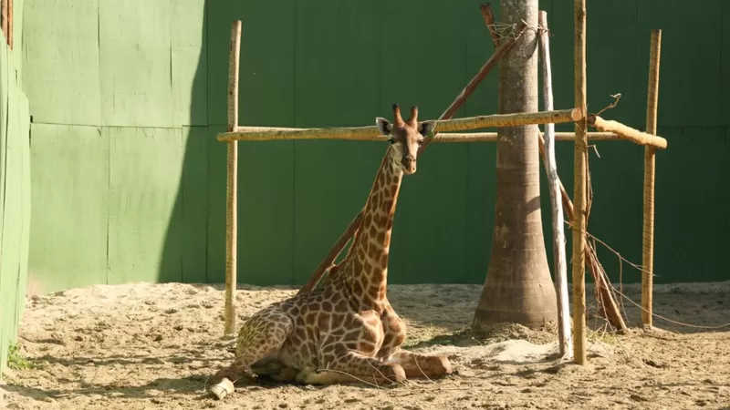 BioParque apresentou fotos mostrando as girafas agora ao ar livre / BIOPARQUE