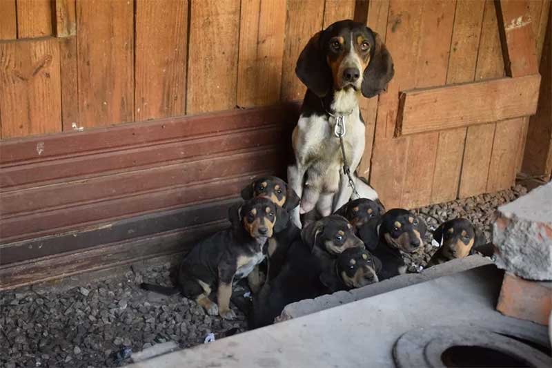 Homem é preso por manter mais de 80 cães sob maus-tratos em Barão de Cotegipe (RS), diz polícia