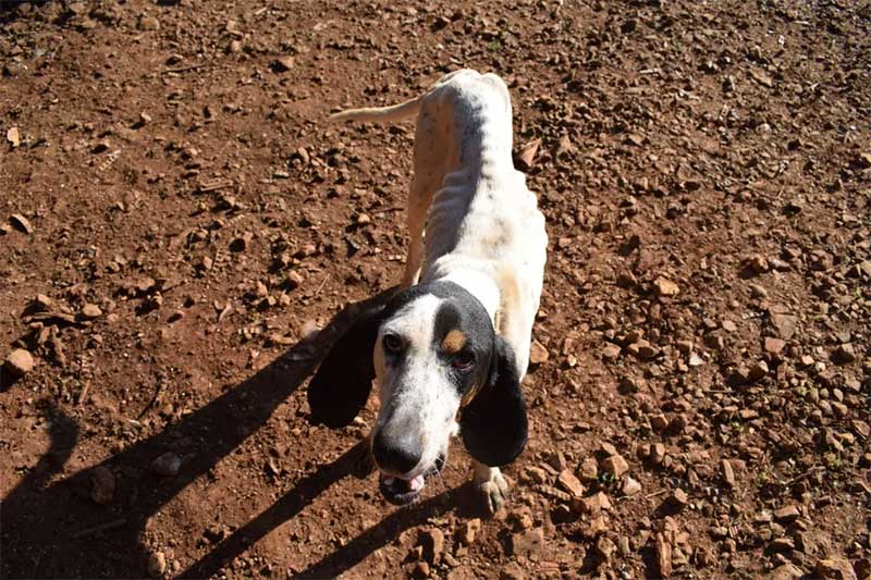 Cão com costelas aparentes encontrado em propriedade de Barão de Cotegipe — Foto: PC/Divulgação