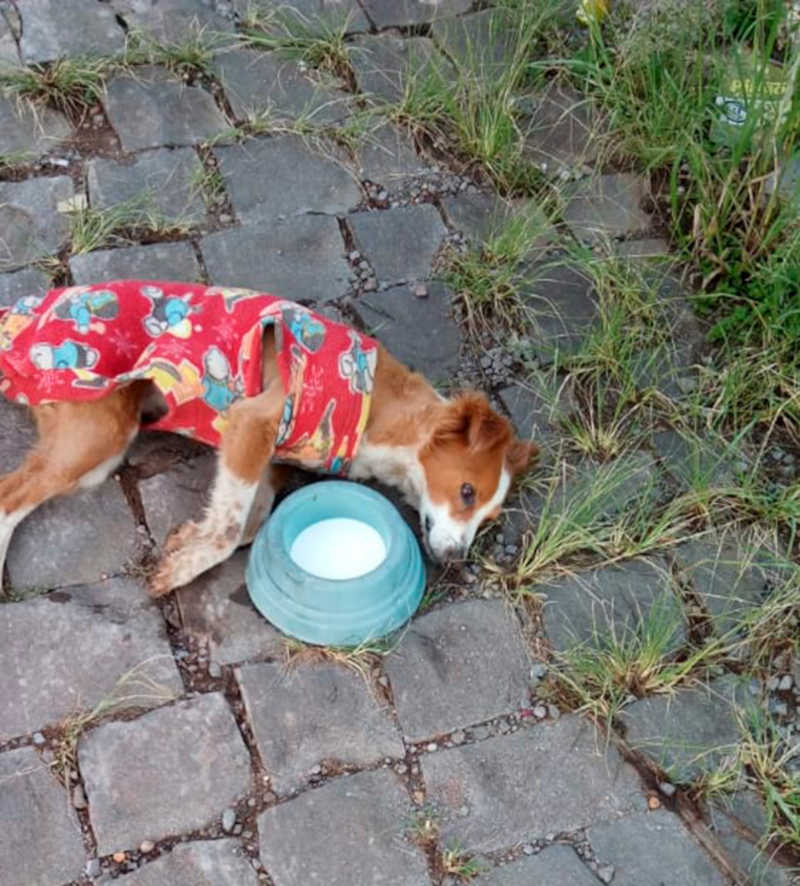 Animais são mortos por envenenamento no bairro Vila Nova II, em Bento Gonçalves, RS