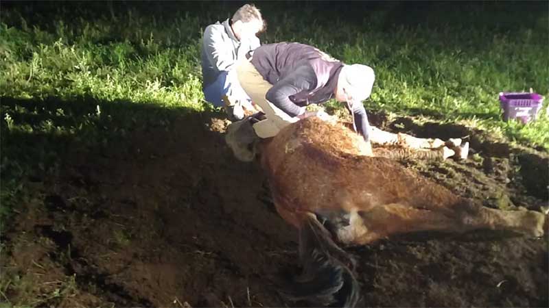 Égua é sacrificada após sofrer maus-tratos em Camaquã, RS