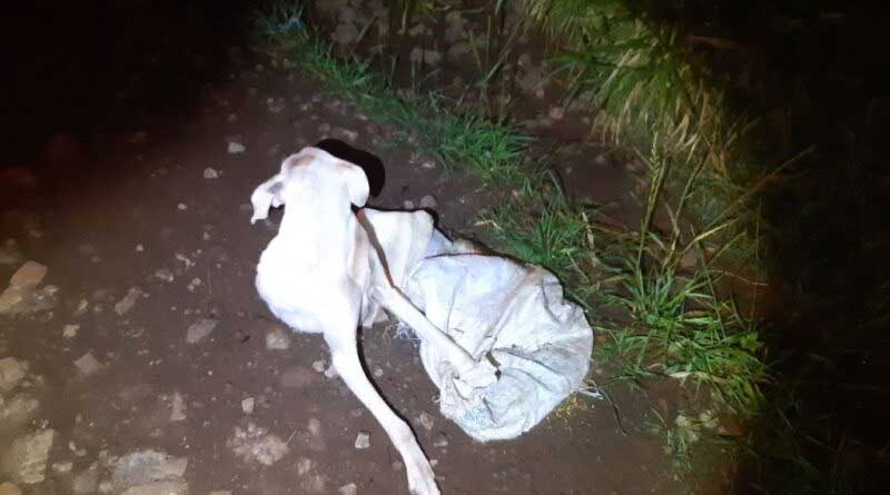 Cadela é amarrada dentro de saco e abandonada no mato, em Panambi, RS