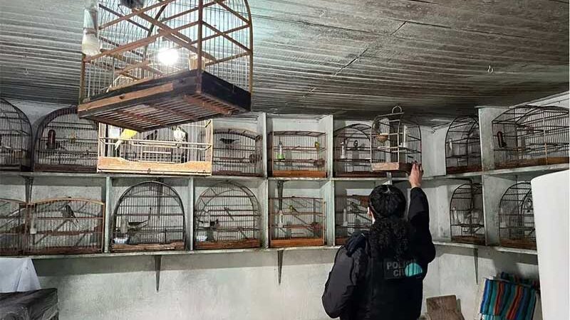 Polícia Civil apreende 31 aves silvestres em uma casa em Porto Alegre, RS