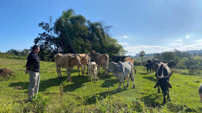 Polícia Civil e Prefeitura averiguam denúncia de maus-tratos contra gado em Santa Cruz do Sul, RS