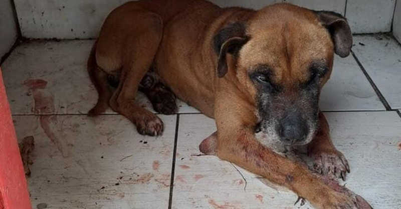 Polícia Civil de São Leopoldo (RS) prende homem em flagrante por maus-tratos a animais