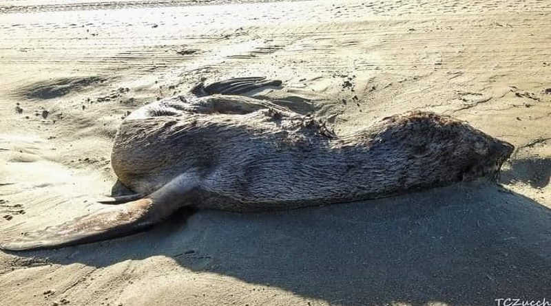 Lobos-marinhos são vistos mortos na Praia do Cassino, em Rio Grande, RS