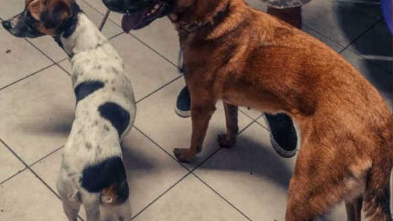 Homem é preso por maus-tratos após chutar cachorros na av. Atlântica, em Balneário Camboriú, SC