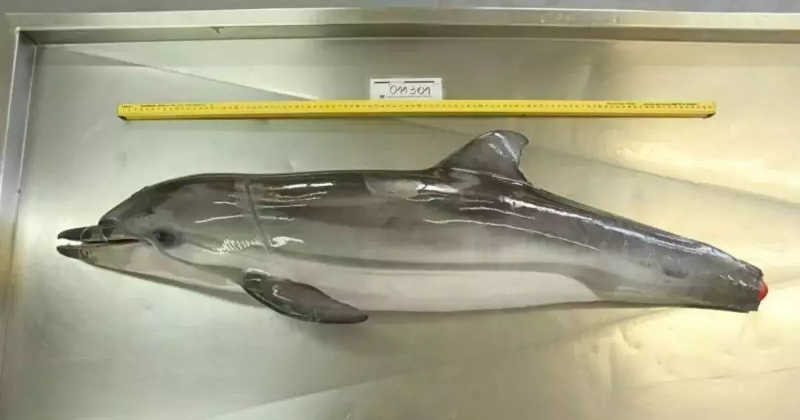 Golfinho é encontrado morto e sem cauda na praia, em Bombinhas, SC