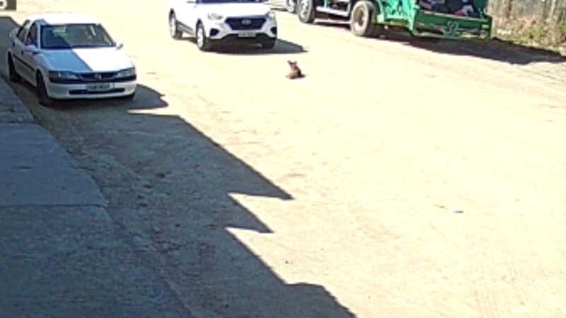 Cachorro é atropelado e moradores se mobilizam para socorrer o animal em Braço do Norte, SC; VÍDEO