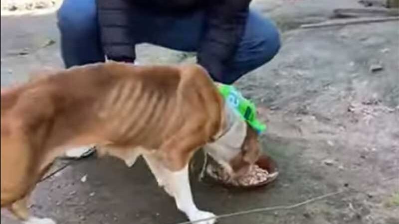Cadela há cinco dias sem comer é resgatada de maus-tratos em Capivari de Baixo, SC