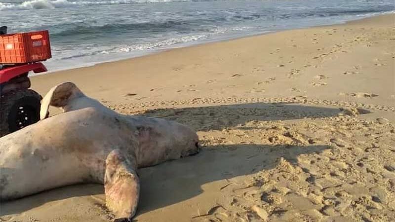 Leão-marinho de 250 quilos é encontrado morto em praia de SC; Florianópolis soma 3 mortes no ano