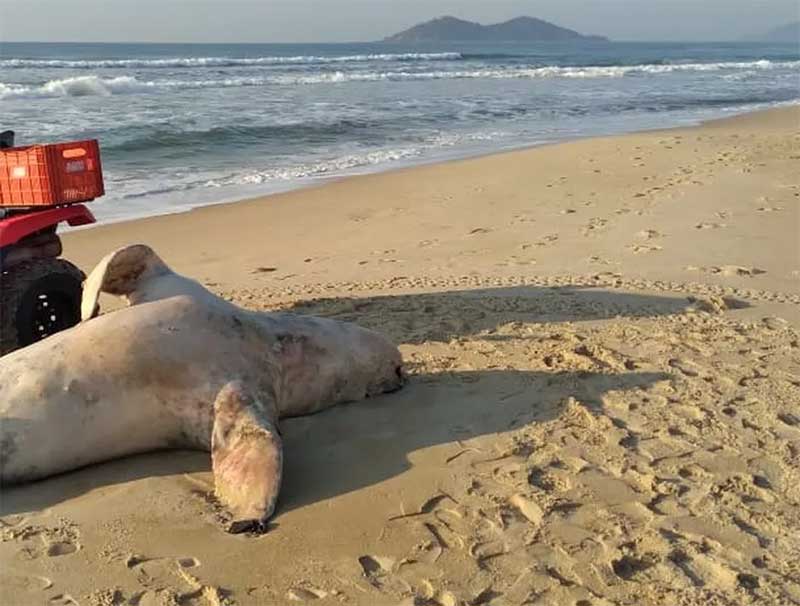 Leão-marinho de 250 quilos é encontrado morto em praia de SC; Florianópolis soma 3 mortes no ano