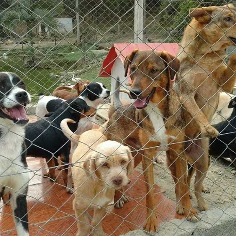 PL que limita de animais por residência rende polêmica em Florianópolis, SC