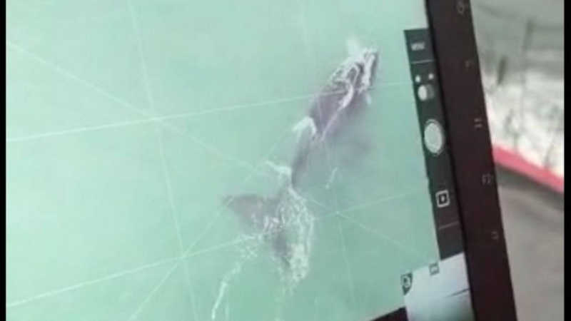 Duas baleias ficam presas em redes de pesca e são resgatadas em Guaratiba, na zona oeste do Rio de Janeiro
