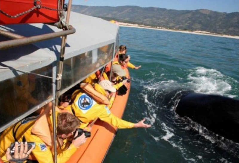 Pesquisadores avaliam em Imbituba (SC), os efeitos do Turismo de Observação de Baleias Embarcado (TOBE) no comportamento dos animais