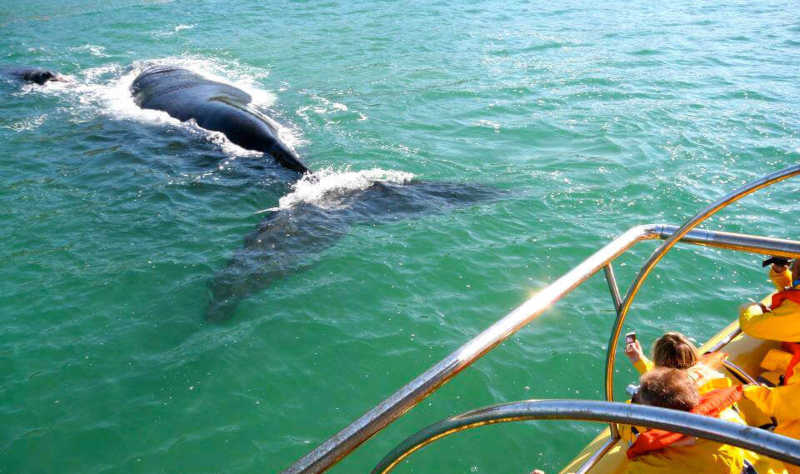 Pesquisadores avaliam em Imbituba, os efeitos do Turismo de Observação de Baleias Embarcado (TOBE) no comportamento dos animais