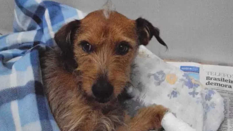 Cãozinho Alf foi resgatado após ser atropelado em Joinville – Foto: Arquivo Pessoal/ND