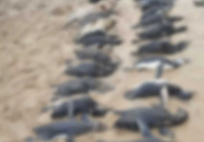 Ciclone extratropical mata quase 600 pinguins no litoral de SC