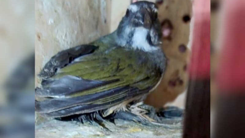 40 pássaros silvestres são resgatados na BR-282, em Palhoça, SC
