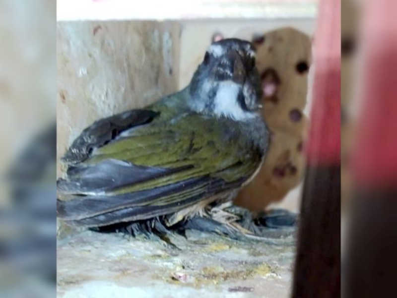 40 pássaros silvestres são resgatados na BR-282, em Palhoça, SC