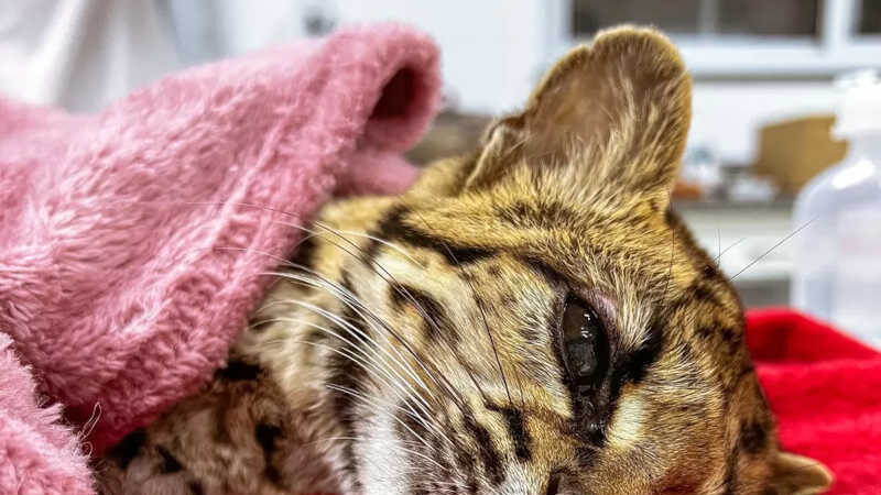 Gato selvagem ameaçado de extinção é encontrado ferido em rodovia de SC: ‘Animal incrível’