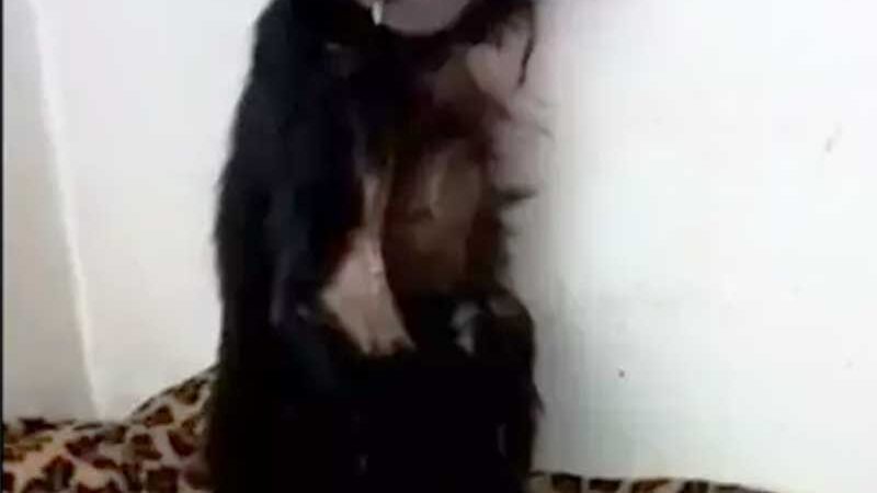 Macaco-prego baleado tem braço amputado em SC; VÍDEO
