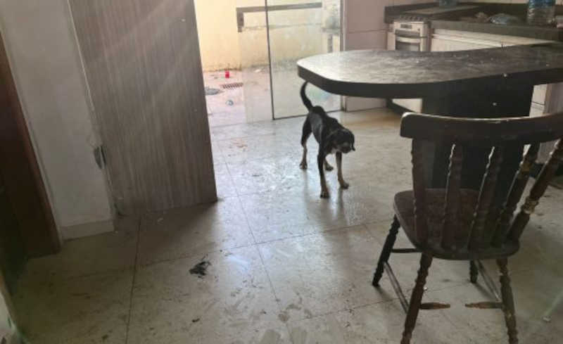 Inquilino que não pagava aluguel há um ano abandona casa destruída com cachorros maltratados dentro em Tijucas, SC