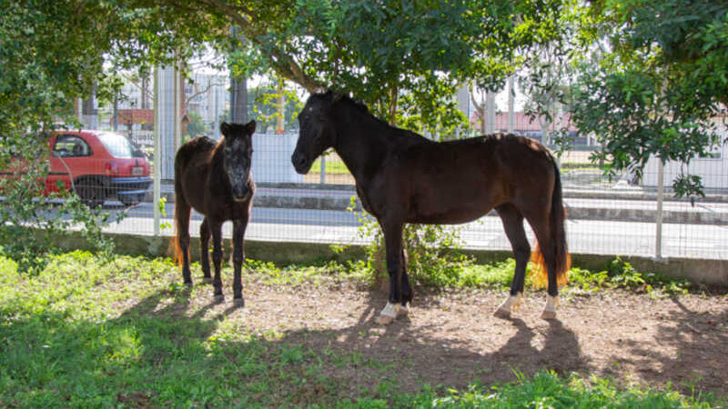 Final feliz para casal de cavalos resgatados pela Fundação do Meio Ambiente e Cavalaria em São José, SC