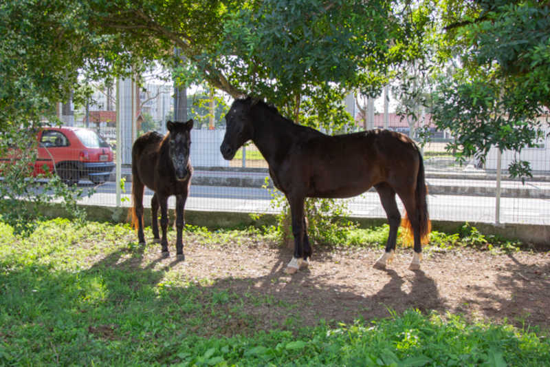 Final feliz para casal de cavalos resgatados pela Fundação do Meio Ambiente e Cavalaria em São José, SC