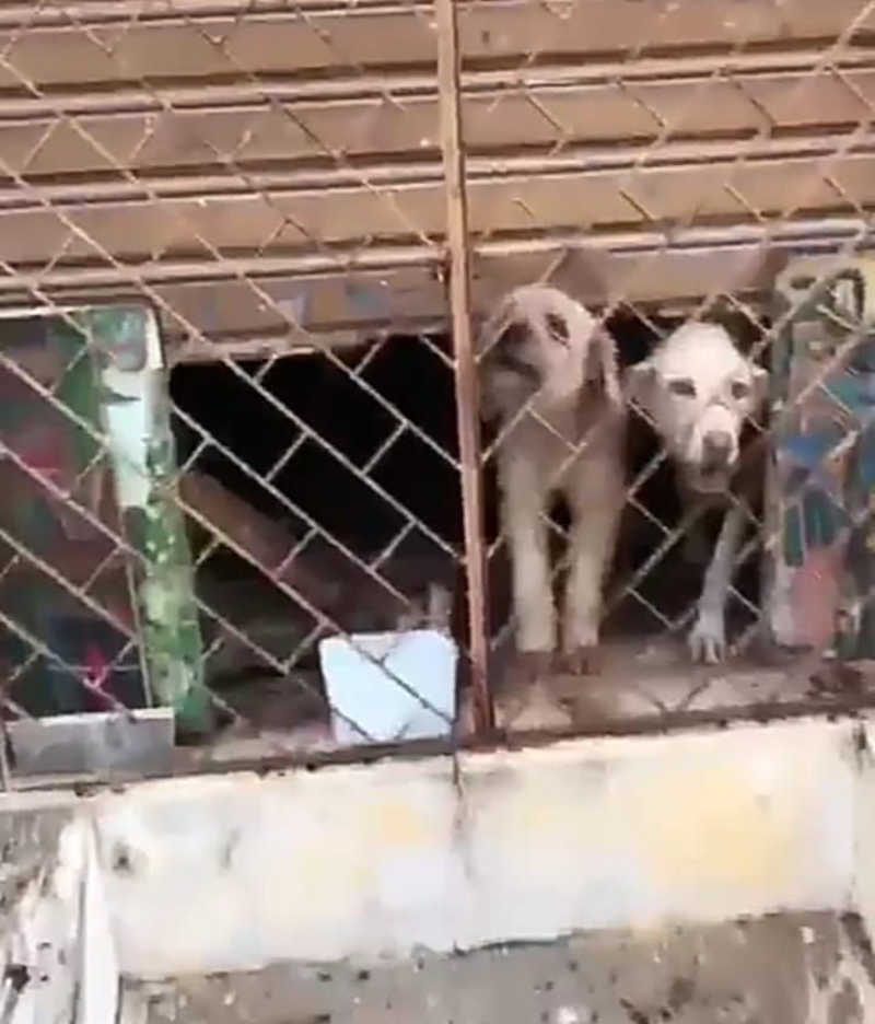 Polícia resgata três animais vítimas de maus-tratos em Aracaju, SE