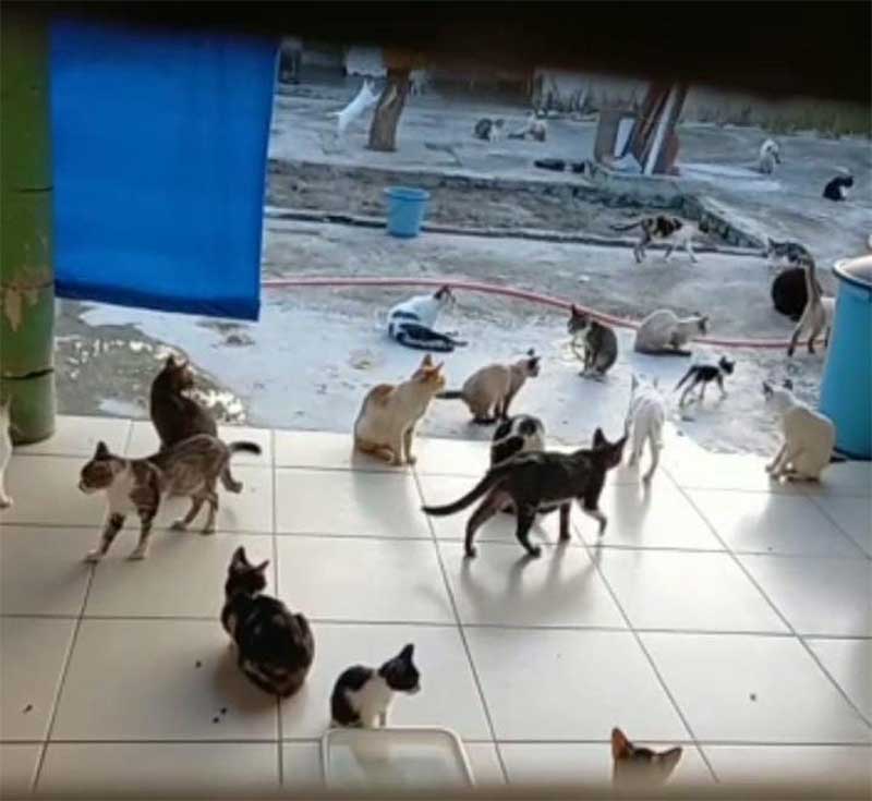 ONG aponta queda na adoção de animais de estimação em Sergipe