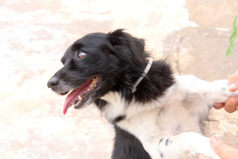Cães recebem coleiras com inseticida para prevenir a leishmaniose em Bauru, SP