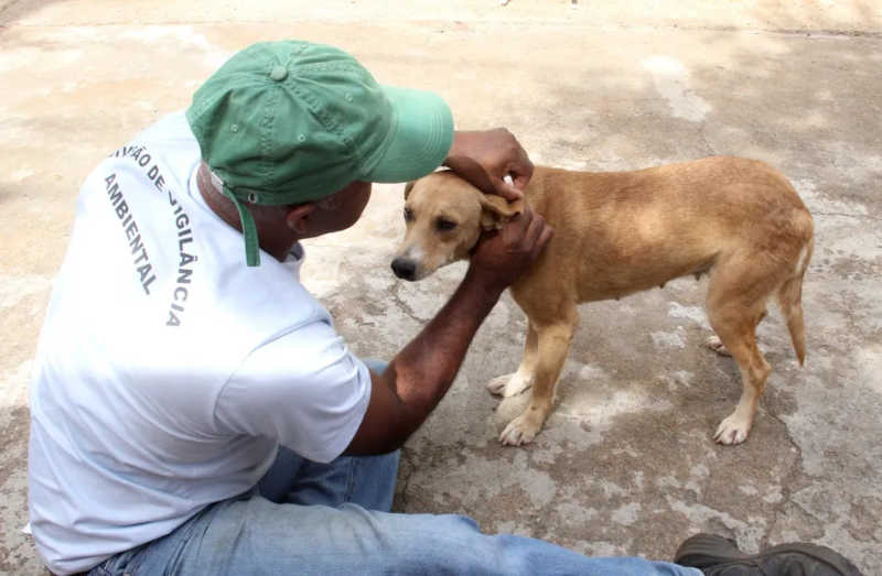 O objetivo é encoleirar aproximadamente 4 mil cães do município — Foto: Prefeitura de Bauru/Divulgação