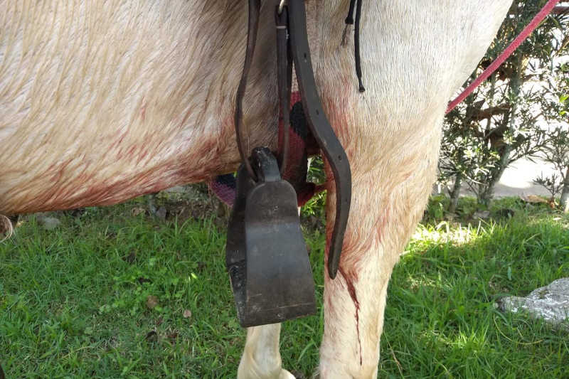 Trio é multado e PM Ambiental resgata cavalos utilizados em corridas clandestinas em Caraguatatuba, SP