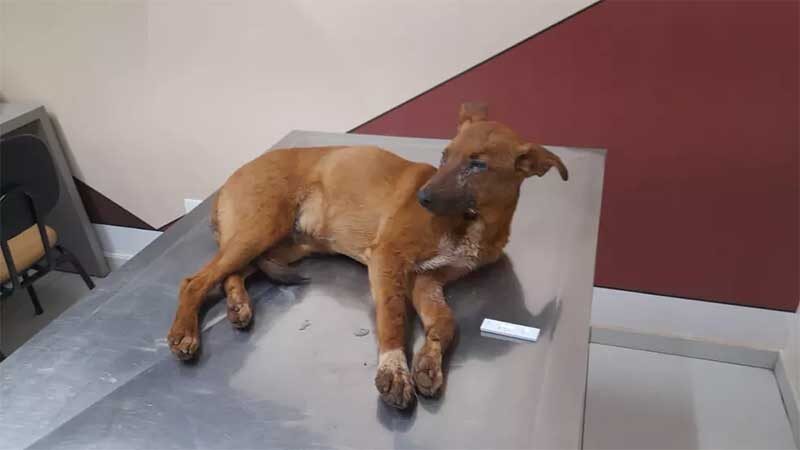 Cão resgatado com cinomose, em Cordeirópolis, não resistiu — Foto: Divulgação/ Prefeitura de Cordeirópolis