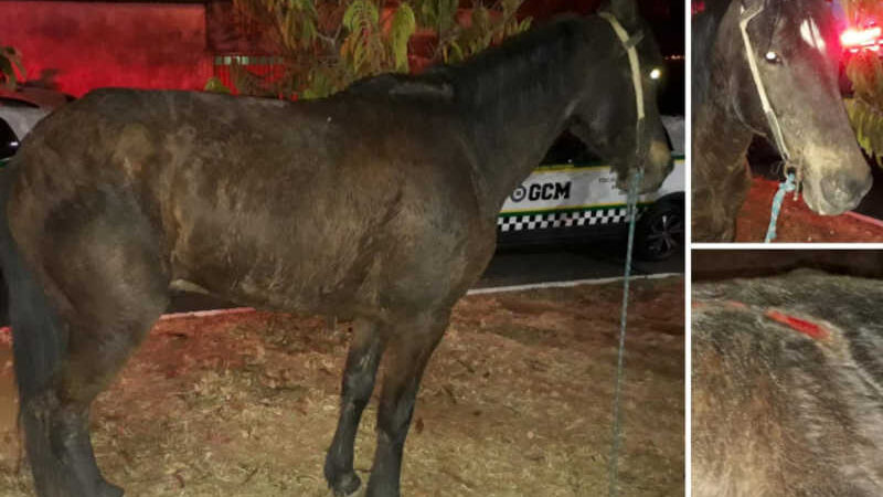 Rapaz é acusado de acusado de maltratar um cavalo com chicotadas em uma praça na avenida São Pedro