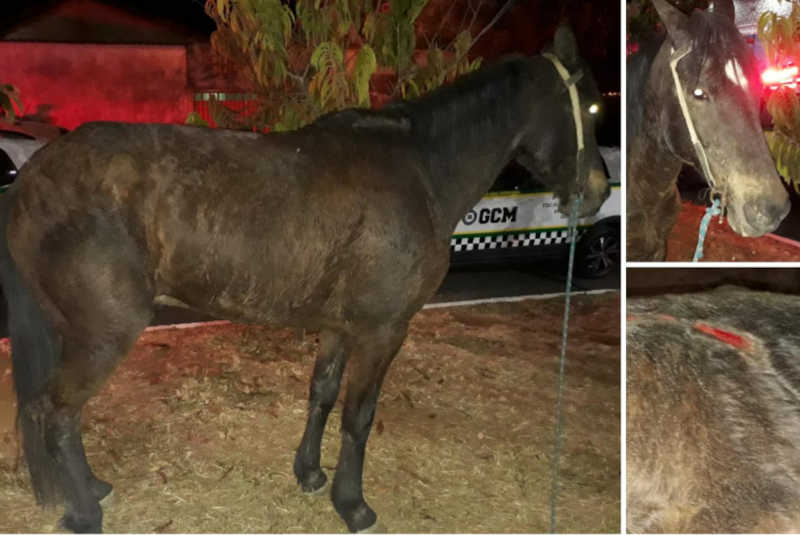 Jovem de 18 anos é detido pela GCM acusado de maltratar cavalo no City Petrópolis, em Franca, SP