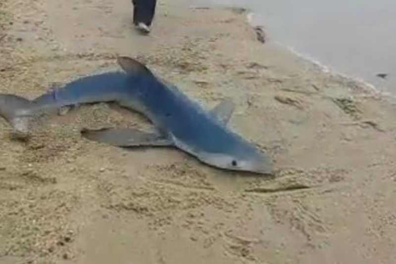 Tubarão-azul encalha em praia de Ilhabela e é resgatado por moradores