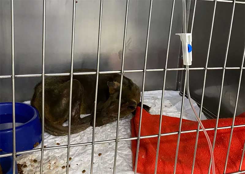 Cachorro-do-mato é internado em hospital veterinário após sofrer queimaduras no interior de SP