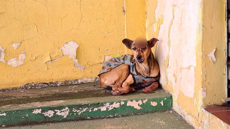 Cadela é encontrada ferida por comerciante que pede ajuda, em Limeira, SP