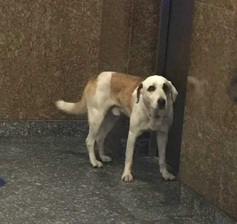 Cachorro perdido é visto vagando por veículos municipais da Baixada Santista, no litoral de SP. — Foto: Reprodução/ Facebook