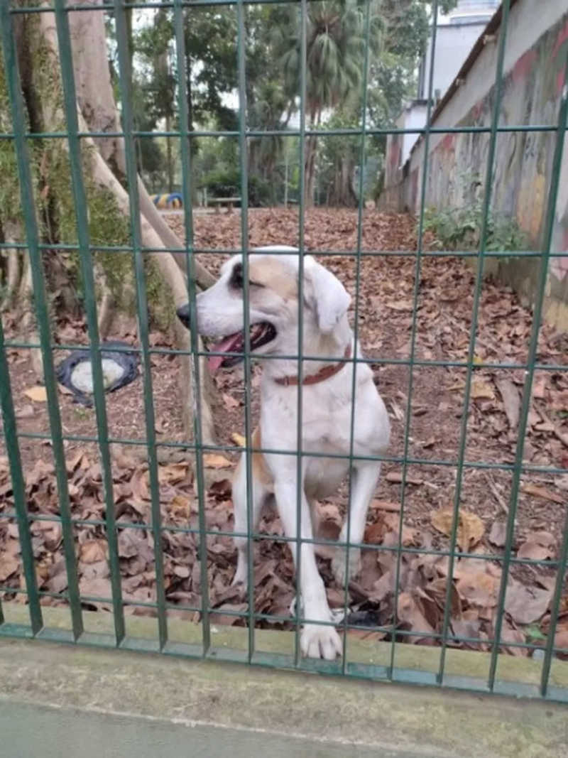 Cachorro perdido também foi visto preso em um parque para pets em Santos, no litoral de SP. — Foto: Reprodução/ ZN Litoral