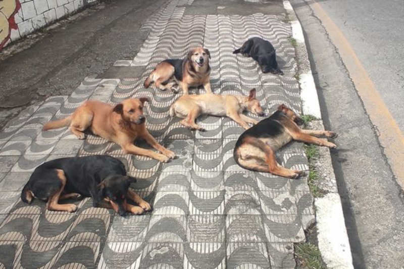 Cresce o número de animais abandonados em Ribeirão Pires, SP