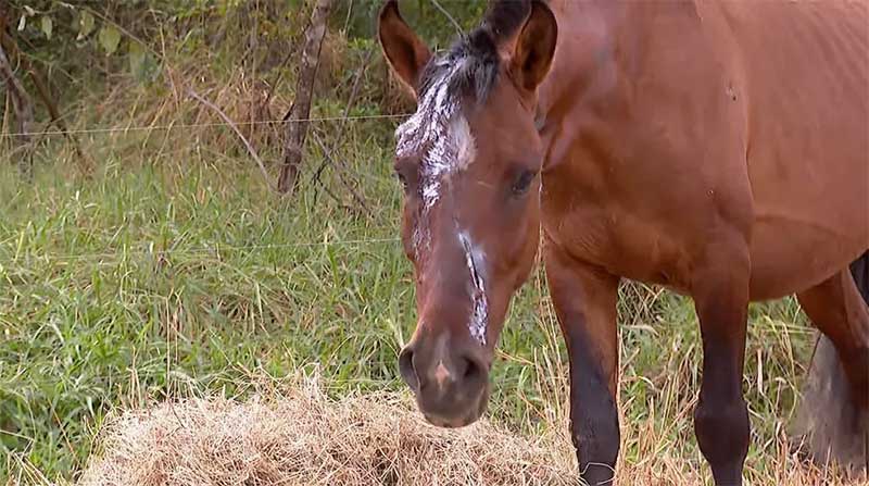 ‘Fiquei horrorizado’, diz produtor rural que socorreu cavalo abandonado e ferido por tutor durante cavalgada em Rifaina, SP