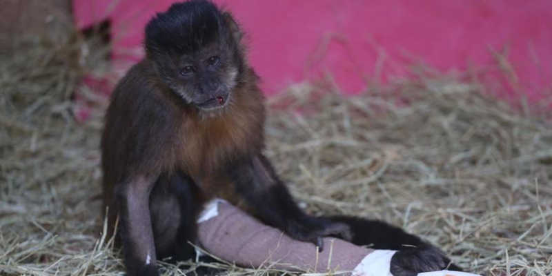 Macacos são resgatados com sinais de intoxicação e violência em Rio Preto, SP